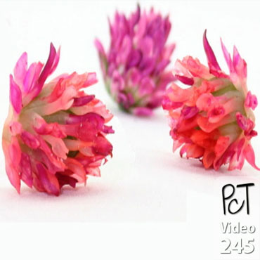Red Clover Flower Beads Vol-46-1 Vid-245