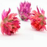 Red Clover Flower Beads Vol-46-1 Vid-245