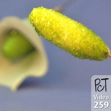 Glass Encrusted Stamens Vol-49-2 Vid-259