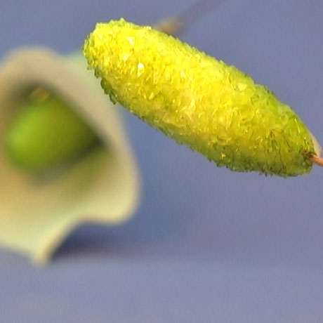 Glass Encrusted Stamens Vol-49-2 Vid-259