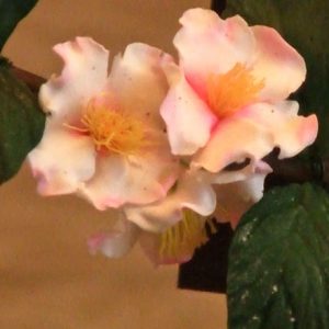 Polymer Clay Flowers By Karonkay Cowger Vid-290