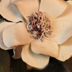 Karonkay's Inaugural Ball Flower Bouquet Vid-454