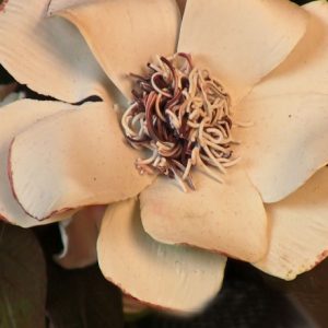 Karonkay's Inaugural Ball Flower Bouquet Vid-454