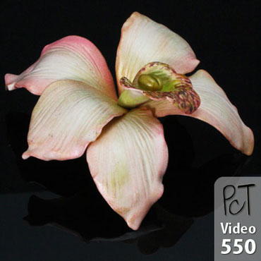 Cymbidium Orchid Vol-75 Vid-550