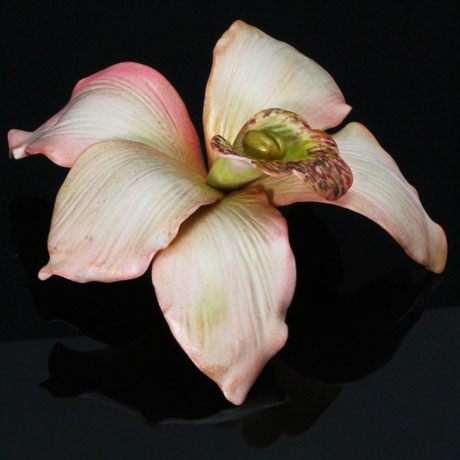 Cymbidium Orchid Vol-75 Vid-550