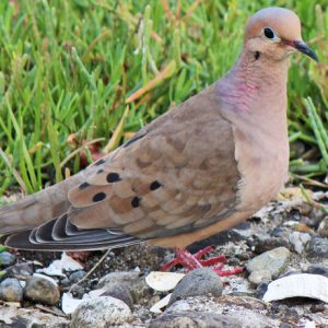 Polymer Inspiration Gig Harbor WA Vid-582