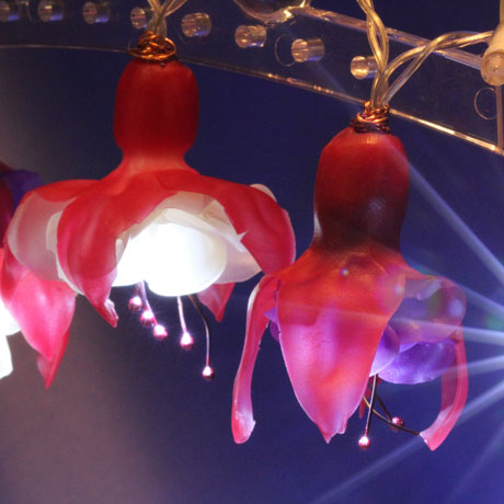 Fuchsia Fairy Lights Vol-84 Vid-655