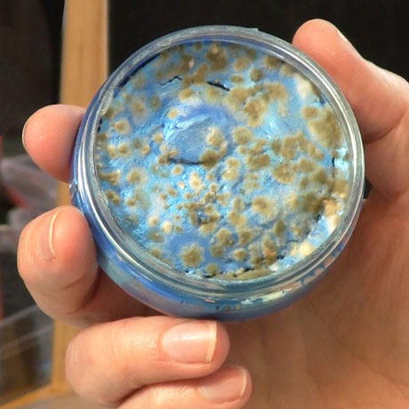 Moldy Inka Gold What To Do? Vid-661