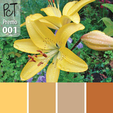 Hawaiian Breeze Lily Palette c-001 Premo