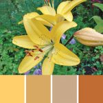 Hawaiian Breeze Lily Palette c-001 Premo