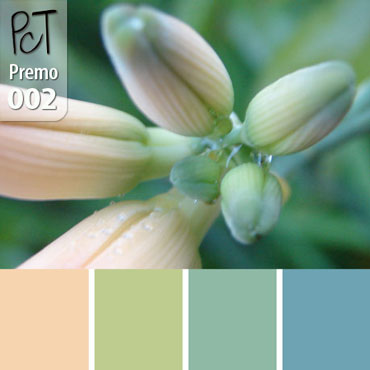 Lily Bud Palette c-002 Premo