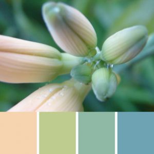 Lily Bud Palette c-002 Premo