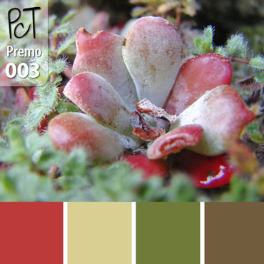 Alpine Succulent Flower Palette c-003 Premo