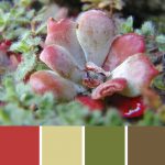 Alpine Succulent Flower Palette c-003 Premo
