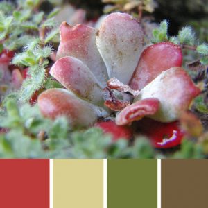 Alpine Succulent Flower Palette c-003 Premo