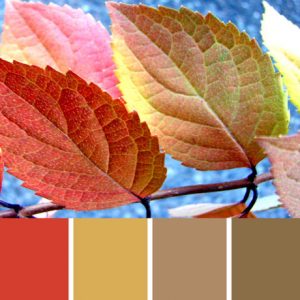 Fall Leaves Color Palette c-004 Premo