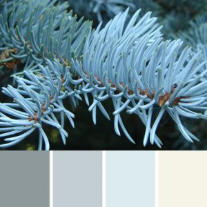 Blue Spruce Palette c-005 Premo