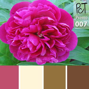 Pink Peony Palette c-007 Premo