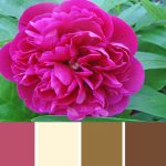 Pink Peony Palette c-007 Premo