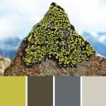 Alpine Lichen Palette c-009 Premo