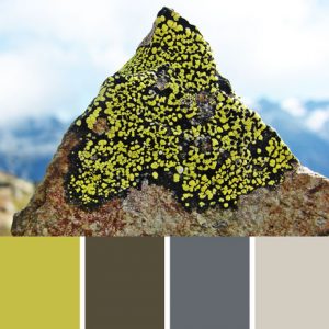 Alpine Lichen Palette c-009 Premo