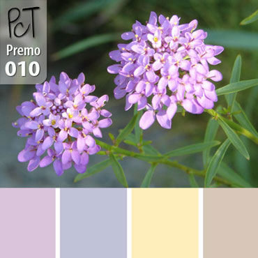 Purple Wallflower Palette c-010 Premo