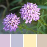 Purple Wallflower Palette c-010 Premo