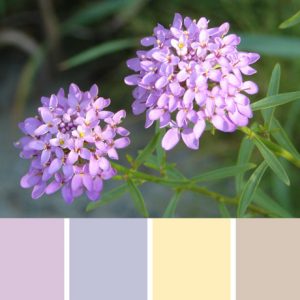 Purple Wallflower Palette c-010 Premo