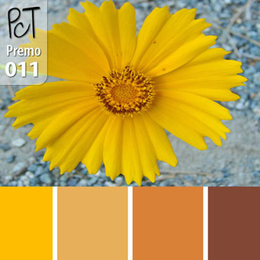 Tickseed Flower Palette c-011 Premo