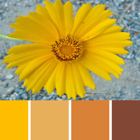 Tickseed Flower Palette c-011 Premo