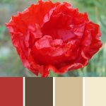 California Poppy Palette c-012 Premo