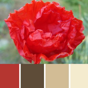 California Poppy Palette c-012 Premo