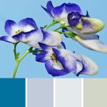 Monkshood Palette c-013 Premo
