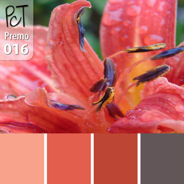 Day Lily Coral Palette c-016 Premo