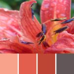 Day Lily Coral Palette c-016 Premo
