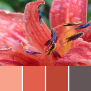 Day Lily Coral Palette c-016 Premo