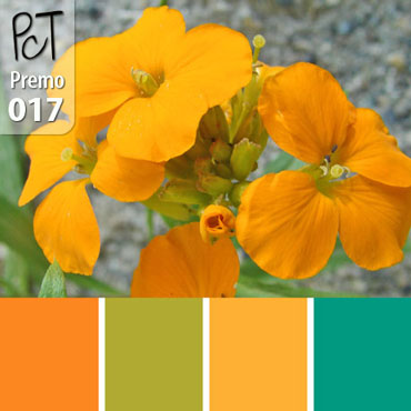 Siberian Wallflower Palette c-017 Premo
