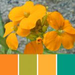 Siberian Wallflower Palette c-017 Premo