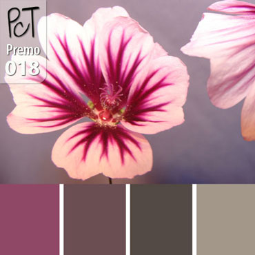 Wild Geranium Palette c-018 Premo