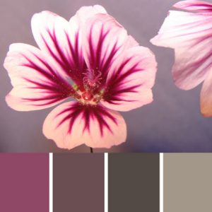 Wild Geranium Palette c-018 Premo