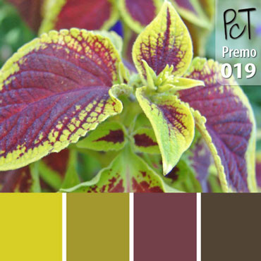 Coleus Leaf Palette c-019 Premo