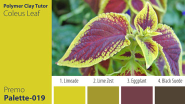 Coleus Leaf Palette c-019 Premo