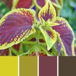 Coleus Leaf Palette c-019 Premo