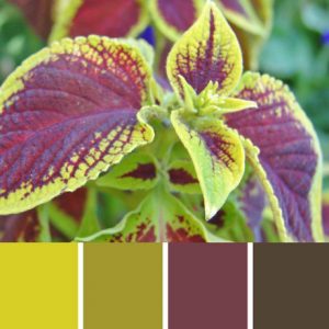 Coleus Leaf Palette c-019 Premo