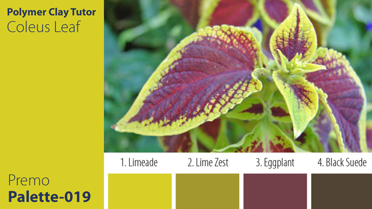 c-019 Coleus Leaf Palette Premo Coleus Leaf Palette c-019 Premo