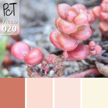 Salmon Pearls Palette c-020 Premo