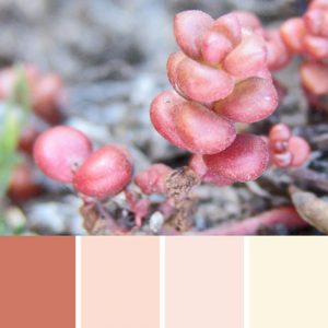 Salmon Pearls Palette c-020 Premo