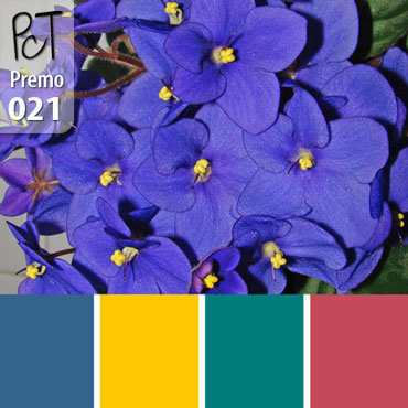 Blue African Violet Palette c-021 Premo