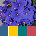 Blue African Violet Palette c-021 Premo