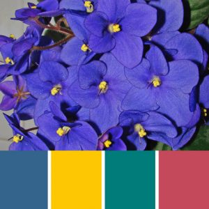 Blue African Violet Palette c-021 Premo